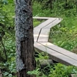A trail that someone found within the park
